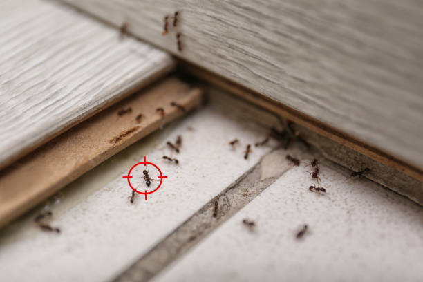 Professional Pest Control in Austin, AR