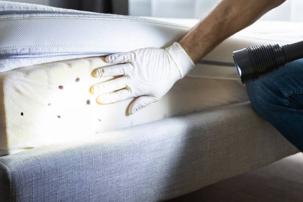 Best Flea Control Services  in Austin, AR