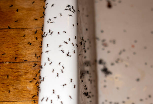 Flea Control Services in Austin, AR