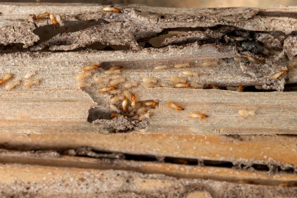 Best Cockroach Control Services  in Austin, AR
